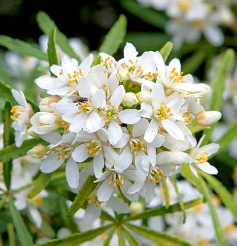 Orangenblume Little Bee 30-40cm - Choisya dewitteana - lebende Gartenpflanze aus den Baumschulen