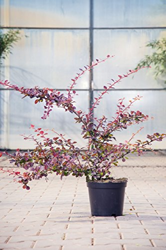 Berberis x ottawensis Superba 40–60 cm – Winterhart & Mehrjährig & Pflegeleicht – Blutberberitze – Heckenpflanze für Garten & Sichtschutz