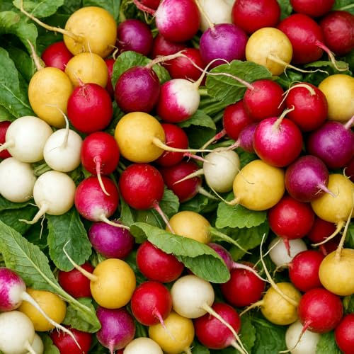Radieschen Rainbow Mix - Rot, weiß, violett, purple, gelb - 500 Samen
