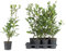 Echter Gewürzlorbeer Laurus nobilis – 100–120 cm – winterhart bis -10 °C – aromatischer Lorbeerstrauch im 17 cm Topf – Kübelpflanze für Garten, Balkon & Küche