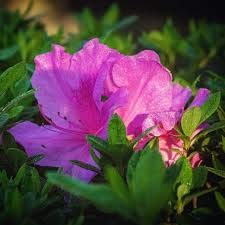 100pcs authentische Rhododendron simsii Samen Blumensamen seltene Pflanzen, Bonsai Bio Samen Blumensamen