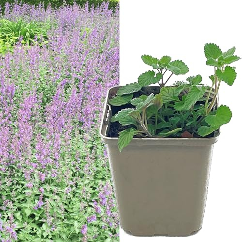 Katzenminze blau violett | Nepeta faassenii von Intragarten blühend im Topf | Katzen Minze Pflanze Katzenkraut Katzenwohl (6)