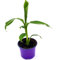 Musa-basjoo Bananenpflanze Winterharte-Banane 1 Pflanze 35-45cm