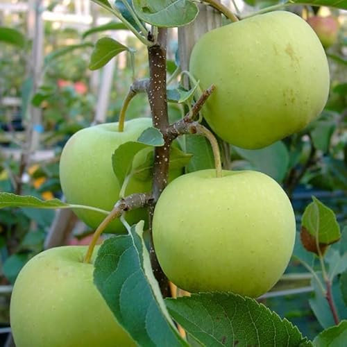 Golden Delicious Winterapfel aromatischer Tafelapfel Apfel Halbstamm wurzelnackt ca. 150-170 cm
