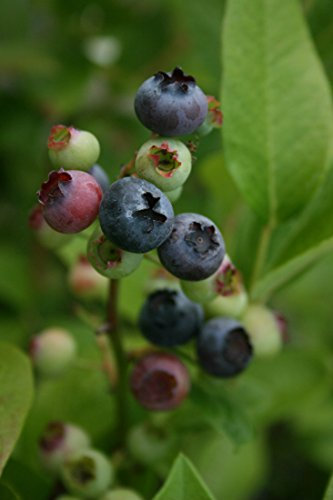 Pair of quality giant fruited Blueberry bushes, delicious soft fruit plants.