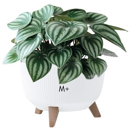 MELTOM Blumentopf Schale mit Füßen Einsatz Kräutertopf Übertopf Pflanzschale Eco Recycled (Weiß, M+ 33 cm)