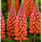 Ponak Neue 100pcs Lupine Blumensamen orange