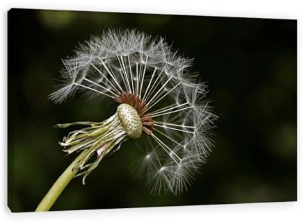 CGLTD Bilder pusteblume leinwand bilder Pusteblume Grüne Blume Leinwandbilder Bild auf Leinwand Natur Blumen Pusteblume Natur Löwenzahn Kunstdruck Wand Wohnzimmer 70X105cm(28x41in) Innenrahmen