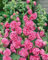 Alcea rosea 'Pleniflora Chaters' ca. 9x9 cm Topf - Stockrose, rosa Blüten, Blütezeit Juni-August, ideal für Bauerngärten, bienenfreundlich, pflegeleicht