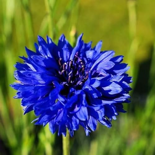 Cornflower Blue Ball Seeds - 200 Native UK Wild Flower Seeds for Attracting Birds, Bees, Wildlife, Pollinators, Suitable for Planting and Growing Outdoors in Meadows Fields and Gardens by Meldon Seeds