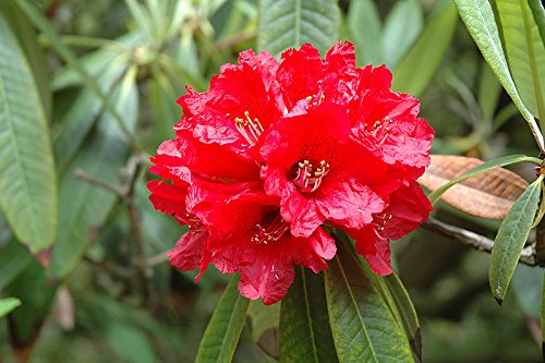 8 Seeds - Rhododendron arboreum Große Blumen-Rot