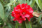 8 Seeds - Rhododendron arboreum Große Blumen-Rot