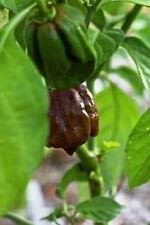 50 Jamaican Scotch Bonnet Pepper Seed (Chocolate Strain) NOT Regular Habanero