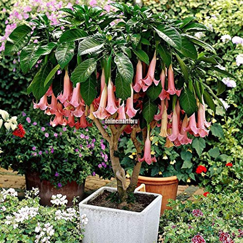 Portal Cool 01: 100Pcs Datura Seeds Angeli Trombe Fiore Giardino Piante Semi Onmf