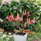 Portal Cool 01: 100Pcs Datura Seeds Angeli Trombe Fiore Giardino Piante Semi Onmf