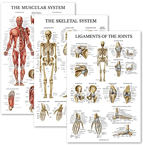 Palace Learning 3er-Pack – Muskel- + Skelett + Bänder der Gelenke Anatomie-Poster-Set – Muskel- und Skelettsystem – laminiert 45,7 x 61 cm