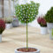 Rosmarin 'Officinalis' Baum | Rosmarinartige Zierbäume für kleine Gärten im Topf (50cm)
