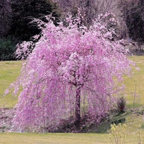 PERZOE 20 piezas de semillas de cerezo llorones de fuente rosa, plantas de árboles enanos de jardín