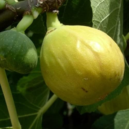 Vivai le Georgiche - Pianta vera di Fico Verdino Ficus carica 'Verdino' Verdolino, Verdino Toscano - vaso Ø 20 cm - altezza alla vendita 140-160 cm