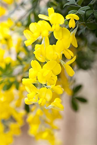 Cytisus scoparius 'Gelber Funke' 40-60 cm - Besenginster, leuchtend gelbe Blüten, Blütezeit April-Juni, ideal für Rabatten, pflegeleicht und winterhart