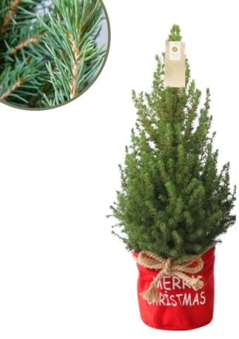 Plants by Frank | Weihnachtsbaum Klein im Xmas Bag rot | 1x Picea Conica 'December' | 19 cm Ø | 60 cm | Zuckerhut fichte | Zuckerhutfichte kaufen | Tannenbaum klein