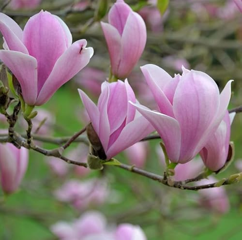 Tulpen Magnolie Heaven Scent 100-125cm - Magnolia soulangiana - lebende Gartenpflanze aus den Baumschulen