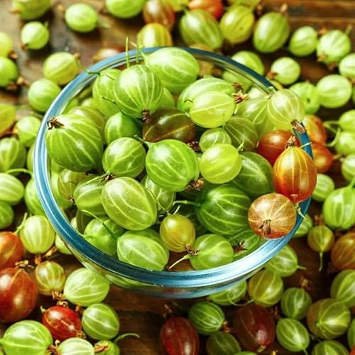Gooseberry Bush Live Plant, Backyard Berry Shrub, 5-9 Inch Tall