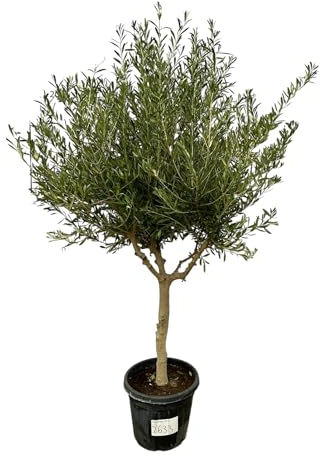 Trendyplants - Olea Cultivo - Olivenbaum - Höhe 200-220 cm - Stammumfang 20-30 cm - Winterhart - Topfgröße Ø45cm