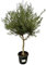 Trendyplants - Olea Cultivo - Olivenbaum - Höhe 200-220 cm - Stammumfang 20-30 cm - Winterhart - Topfgröße Ø45cm
