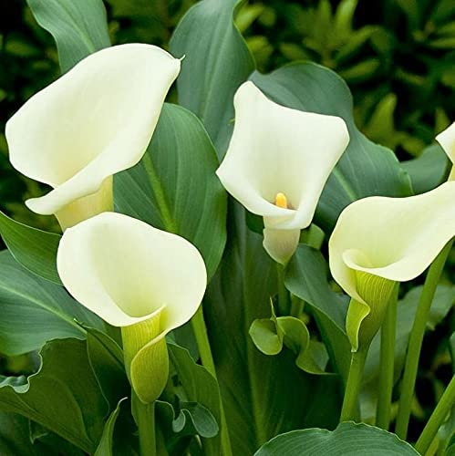 Bulbos gigantes de cala blanca, como una planta rara y preciosa, muy lindos-1.9bulbis