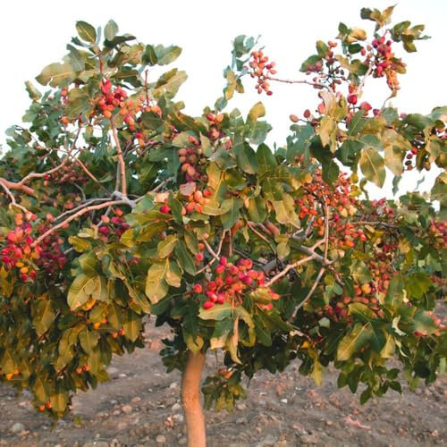 Semillas de pistacho, Pistacia vera, semillas de nueces, nueces Semillas de pistacho resistentes al invierno, semillas de arboles bonsais plantas en macetas resistentes al exterior Las 15pcs