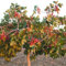 Semillas de pistacho, Pistacia vera, semillas de nueces, nueces Semillas de pistacho resistentes al invierno, semillas de arboles bonsais plantas en macetas resistentes al exterior Las 15pcs