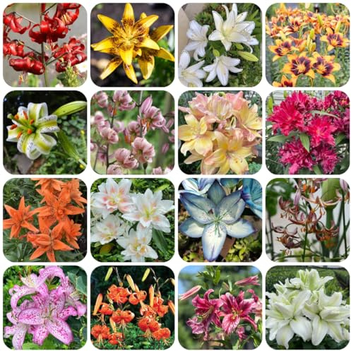 rizomas de lirio - silvestres en el balcón de lirio resistentes jardín y balcón raros primaveral otoño, resistentes, con 8bulbos