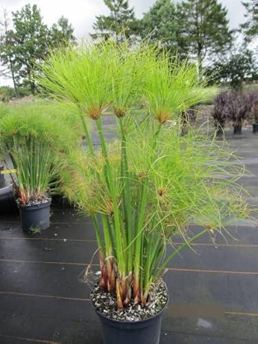 Cyperus papyrus Nofretete - Zwergpapyrus Nofretete