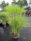 Cyperus papyrus Nofretete - Zwergpapyrus Nofretete