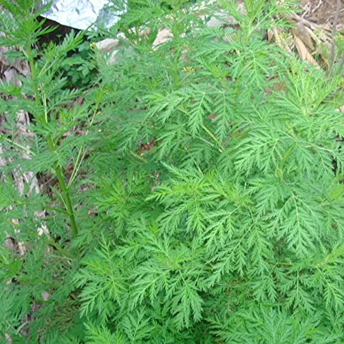 Haloppe 50 Stück Artemisia Annua Pflanzensamen für die Bepflanzung des Hausgartens, Samen Frische Artemisia Annua Pflanzensamen Samen