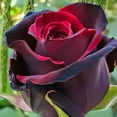 Rotyroya 200 Stück/Beutel Regenbogen-Rosen-Samen, schnell wachsende, dekorative Pflanzen, Garten, bunte Pflanzen, Samen für Garten, Garten4224921031 Rosensamen