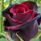 Rotyroya 200 Stück/Beutel Regenbogen-Rosen-Samen, schnell wachsende, dekorative Pflanzen, Garten, bunte Pflanzen, Samen für Garten, Garten4224921031 Rosensamen