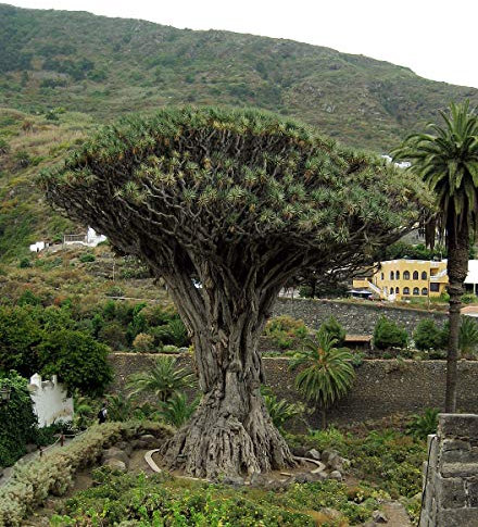 Kanarischer Drachenbaum (Dracaena draco) 10 Samen