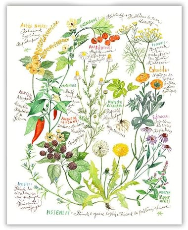 Les plantes médicinales, Poster aquarelle (A4)