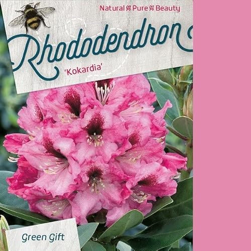 Rododendro 'Kokardia' 40–50 cm Vaso – Rhododendron 'Kokardia' – Fioritura rossa