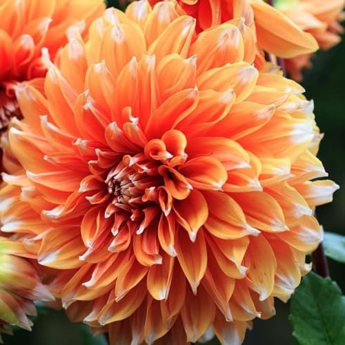 Carbeth Plants - 2 x Dahlia Color Spectacle Summer Bulbs - Bright Orange Ombre Cactus Dahlia Tubers - Herbaceous Perennial Garden Plant - Planting in Outdoor Borders, Beds & Containers (2 Tubers)
