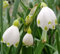 5 x Märzenbecher Knollen Leucojum Aestivum 7/8 cm Knotenblume