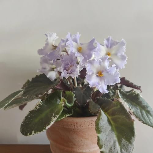 100 piezas Semillas de violeta africana, violetas - Saintpaulia ionantha - semillas de plantas, plantas en macetas resistentes Comprar plantas de violeta africana Plantas en macetas