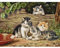 HomeHobbyArt Gobelin Stickpackung Katzen 23x18 cm komplettes Stickset zum Sticken Stickerei Set Stickmuster Zählmuster Handarbeit Stickvorlage Bild Embroidery
