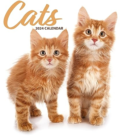 Cat Modern Kalender 2024