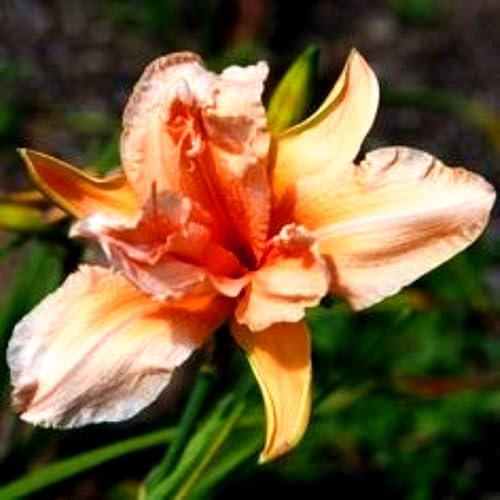 Taglilie (Hemerocallis) – winterharte Staude – leuchtend gelbe Blüten, geeignet für Balkon, Beet und naturnahe Gärten-5zwiebeln-E