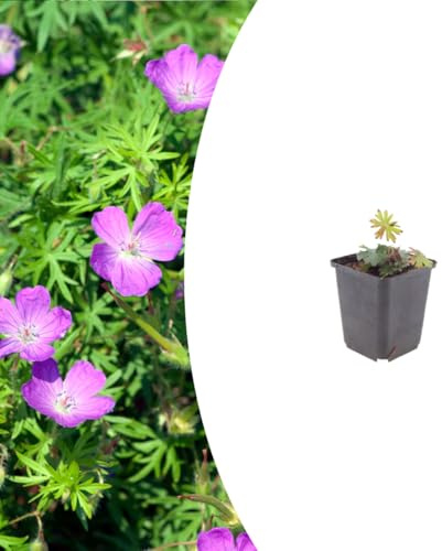 Geranium sanguineum | 6 Stück - 10-25cm - Ø9cm - Gartenpflanze