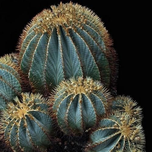 Semillas azul Cactus de barril (Ferocactus glaucescens) 20 Semillas