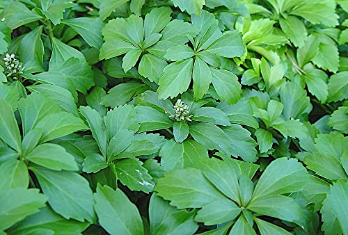 10 x Pachysandra terminalis (Winterhart/Staude/Bodendecker/Mehrjährig/Stauden/Immergrün) Dickmännchen - Immergrüne Bodendecker für schattige Ecken - Laubschlucker - von Stauden Gänge